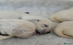 Golden Retriever dogs for sale: Gorgeous KC registered puppies for sale - Image 10