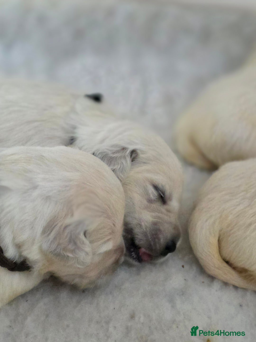 Golden Retriever dogs for sale: Gorgeous KC registered puppies for sale - Image 10