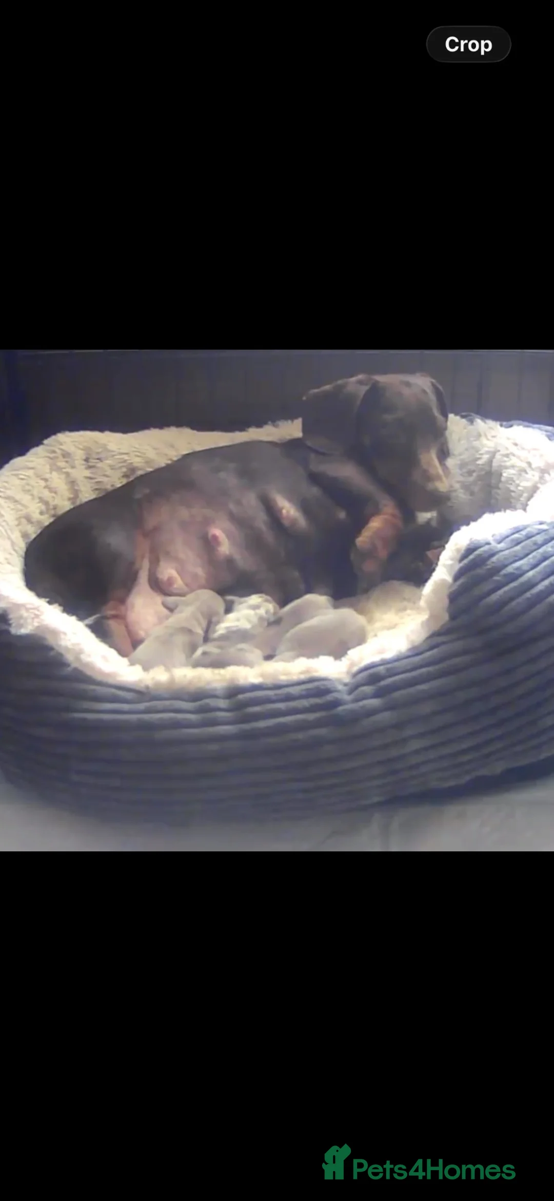 Miniature Dachshund dogs for sale: Miniature Isabella and tan dachshund  - Advert 13