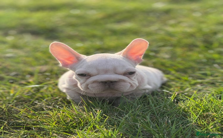 French Bulldog dogs - Advert 1