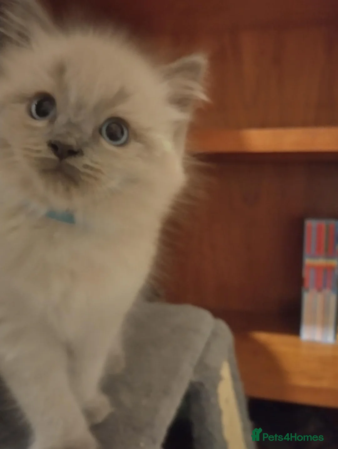 Ragdoll cats for sale: Ragdoll kittens  - Advert 7