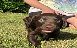Cocker Spaniel dogs for sale: READY 31st Aug KC Pedigree Working Cocker Puppies - Image 14
