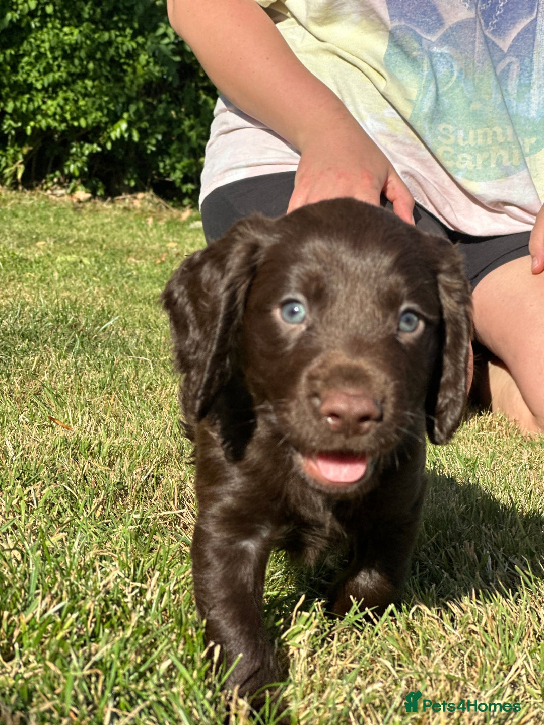 Cocker Spaniel dogs for sale: READY 31st Aug KC Pedigree Working Cocker Puppies - Image 14