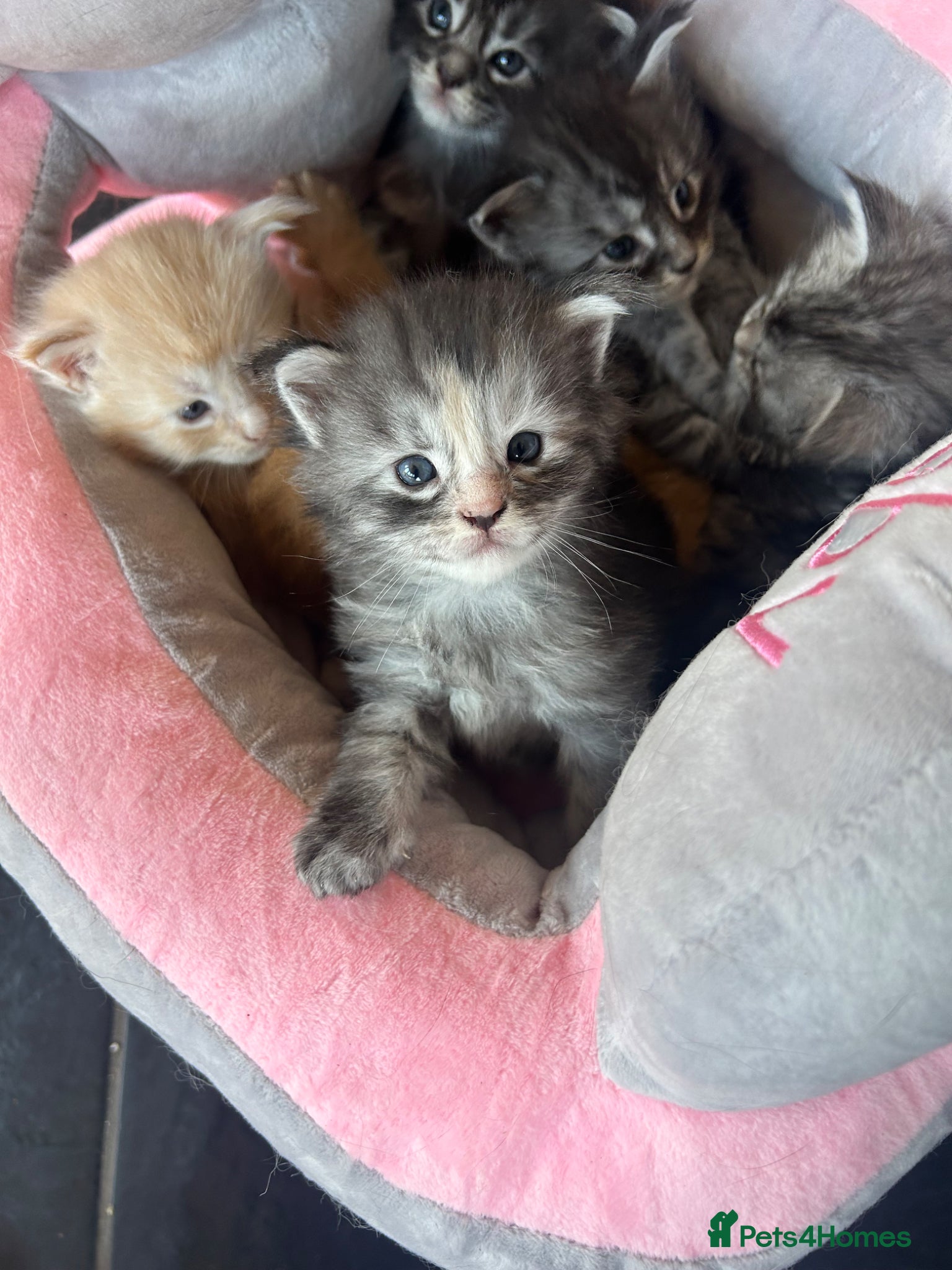 Maine Coon cats for sale: 6 Maine coon kittens for sale  in Brechin - Advert 5