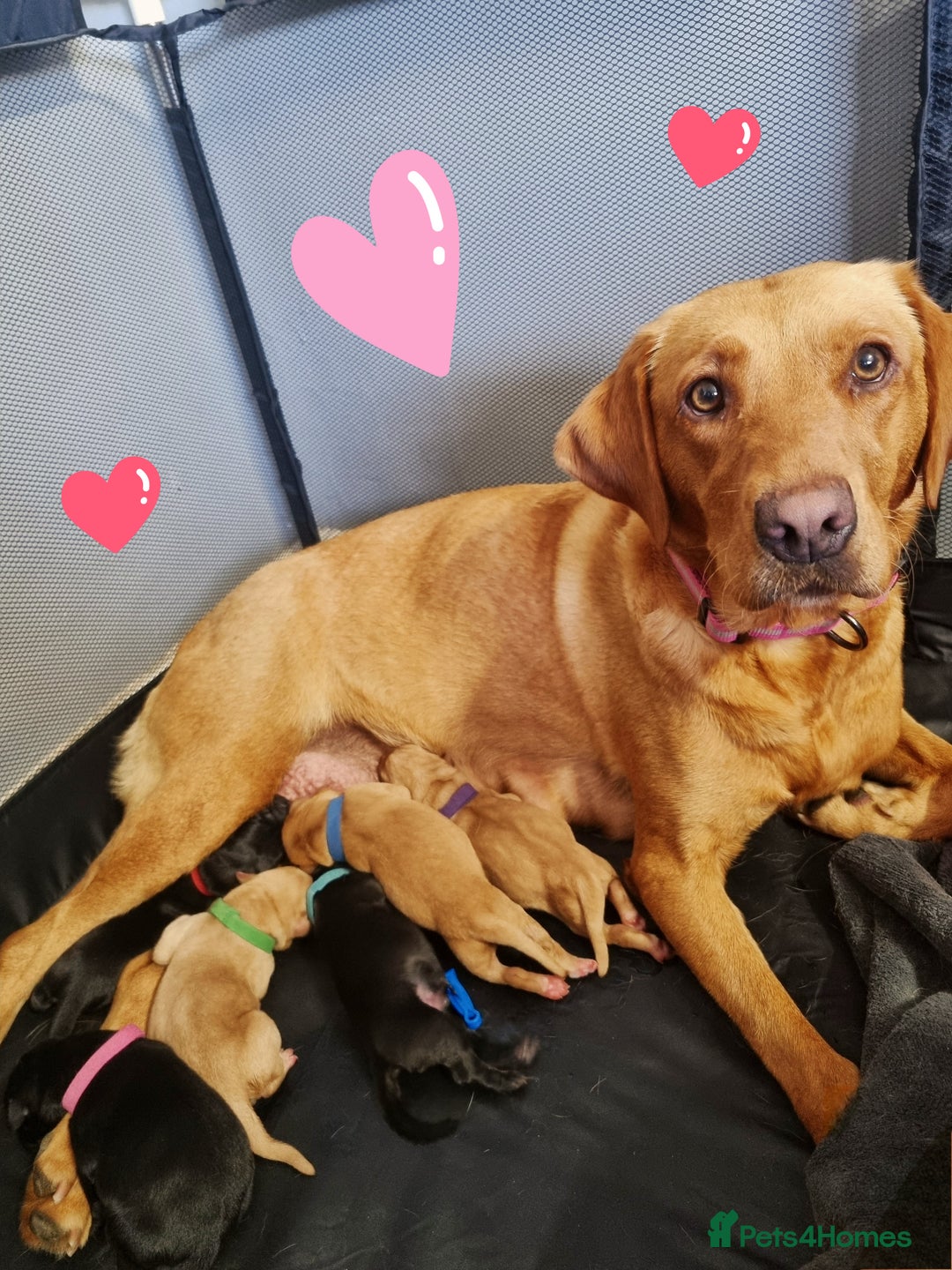 Labrador Retriever dogs for sale: ⭐️ Lush Lab Pups - READY 15/10/25 ⭐️ - Image 15