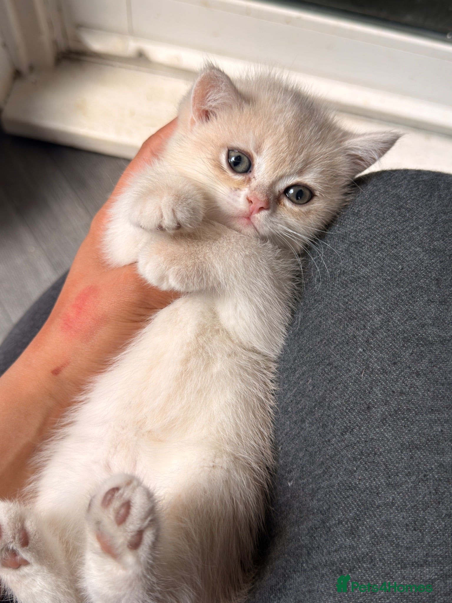 British Shorthair cats Golden point gorgeous Boy  - Advert 1