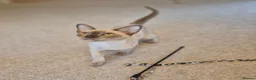 Burmese cats for sale: Gorgeous Pedigree Burmese Kittens - Advert 15
