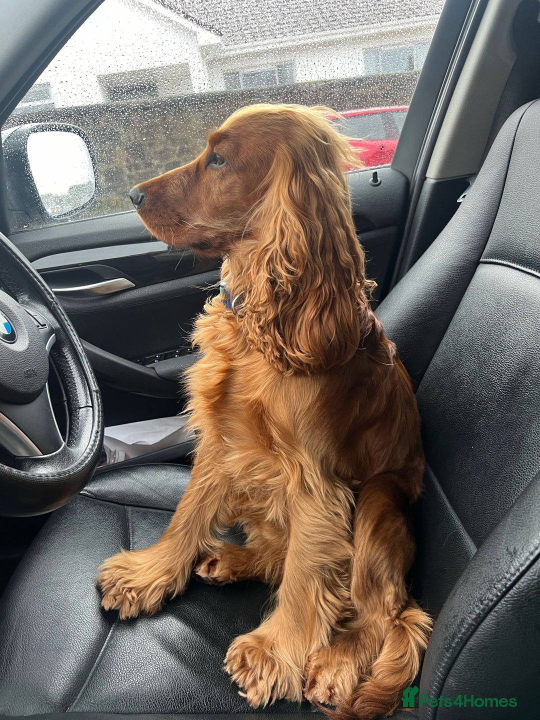 Sprocker dogs for sale: 9 gorgeous Sprocker pups - Image 9