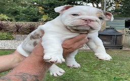 English Bulldog dogs for sale: LOGGERHEADS CHUNKY ENGLISH BULLDOG PUPPIES - Image 6