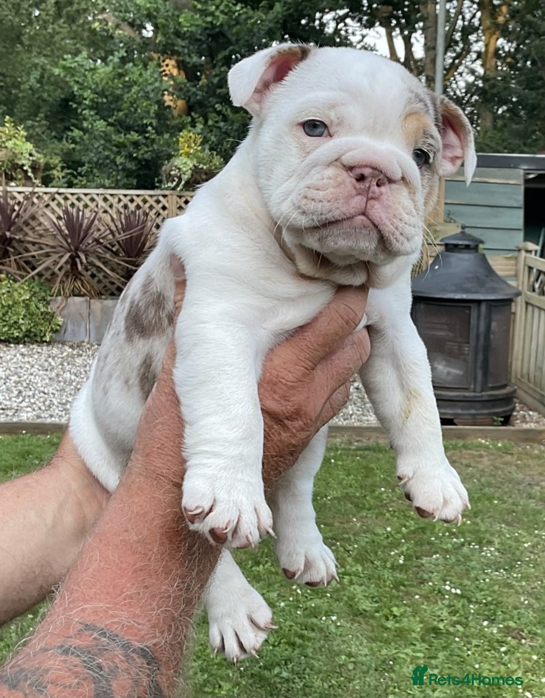 English Bulldog dogs for sale: LOGGERHEADS CHUNKY ENGLISH BULLDOG PUPPIES - Image 6