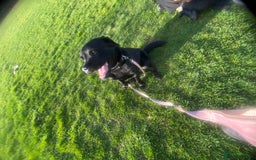 Labrador Retriever dogs for sale: 16 month old female Labrador retriever for sale - Image 2