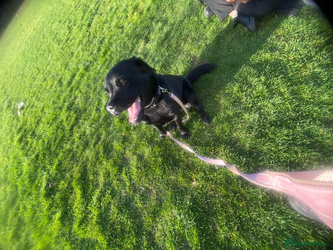 Labrador Retriever dogs for sale: 16 month old female Labrador retriever for sale - Image 2