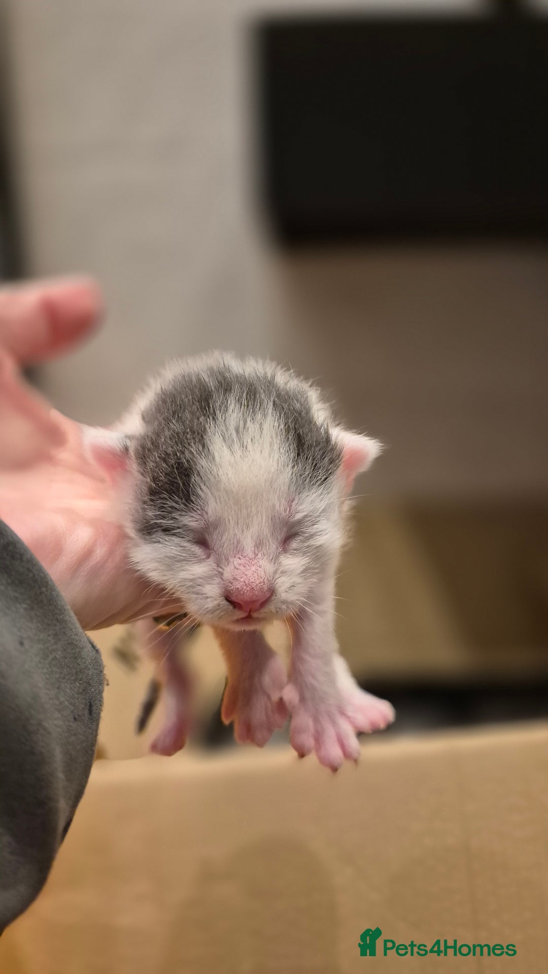 Bengal cats for sale: Blue and White Bengal cross Kittens  - Image 6