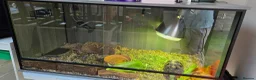 Tortoise reptiles for sale: Leapord Tortoise in Stockport - Advert 7
