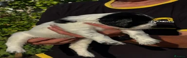 English Springer Spaniel 5