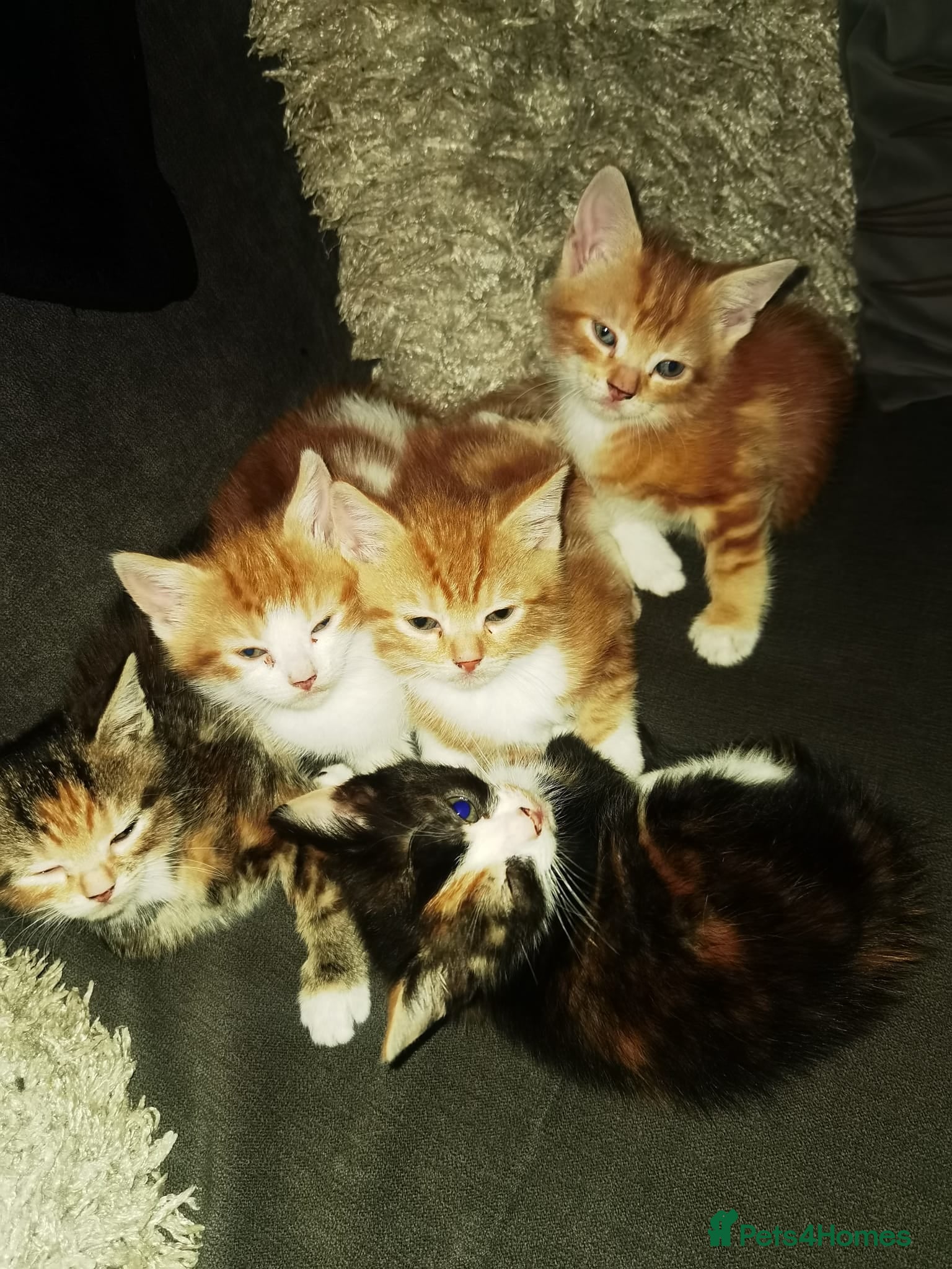 Mixed Breed cats Gorgeous Ginger and Tabby kitten (READY NOW)  - Advert 4