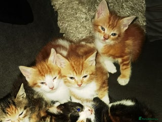 Mixed Breed cats Gorgeous Ginger and Tabby kitten - Advert 1