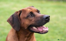 Rhodesian Ridgeback dogs for sale: Eu**an Champion Pedigree KC  - Image 7