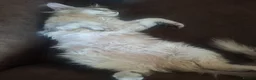 Maine Coon cats for sale: Tica Registered Maine Coon Kittens - Advert 8