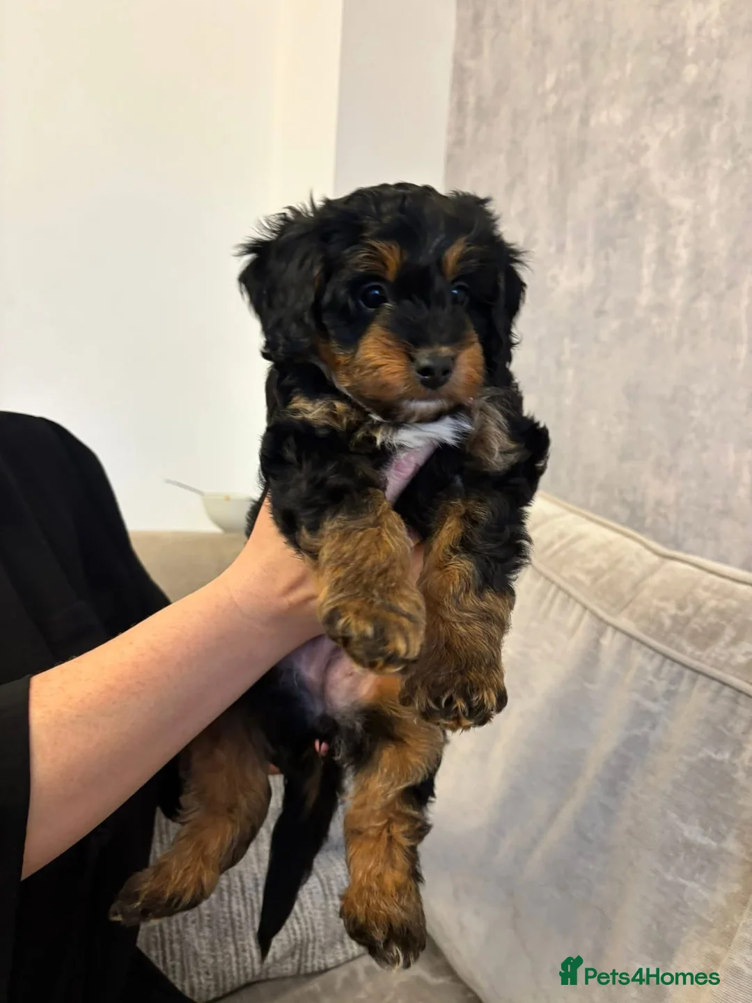 Cockapoo dogs for sale: Toy cockapoos  - Advert 2