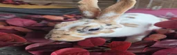 Rex rabbits for sale: Beautiful mini rex various ages - Advert 8