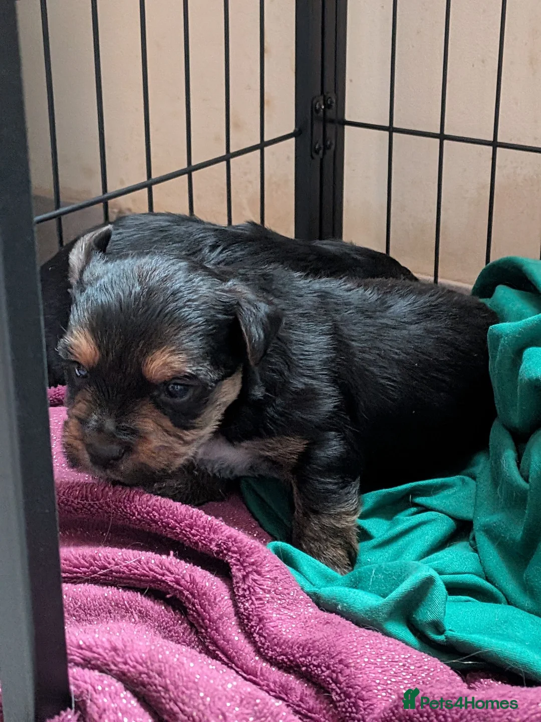 Yorkshire Terrier dogs for sale: 2 beautiful Yorkies in Birmingham - Advert 1