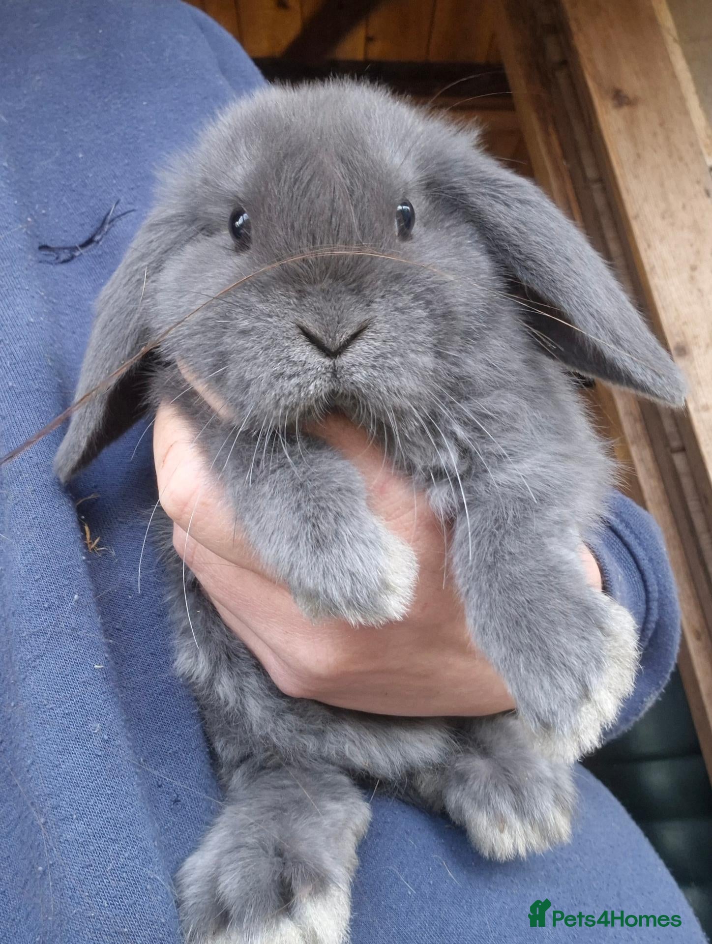 Mini Lop rabbits Mini lop babys  and mini lion lop babys  - Advert 5
