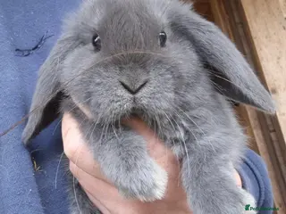 Mini Lop rabbits Mini lop babys and mini lion lop babys - Advert 5