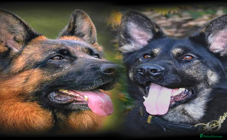 German Shepherd dogs - Advert 1
