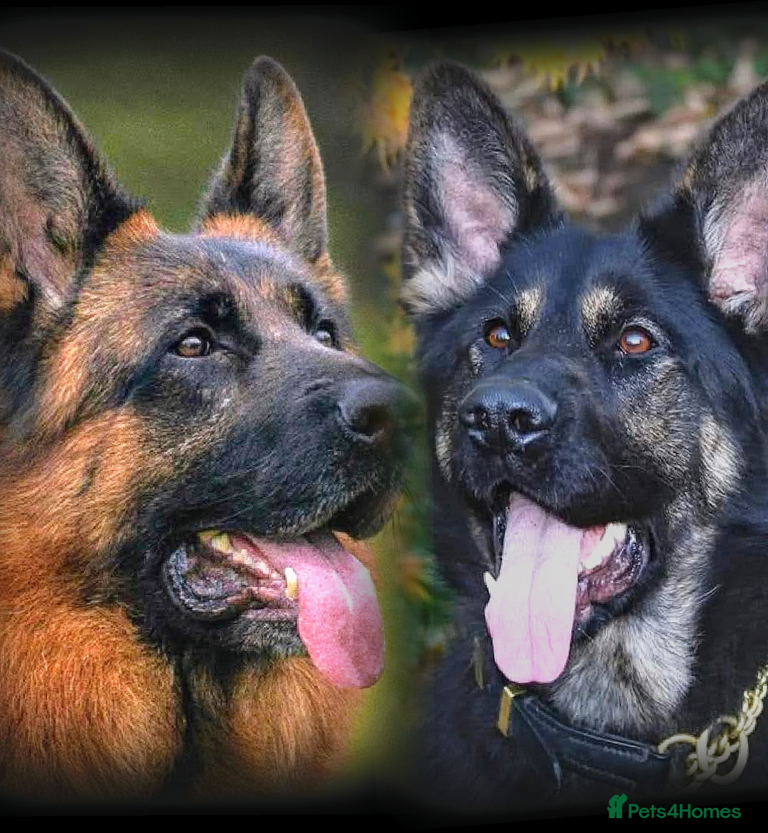 German Shepherd dogs for sale: KC GSD Puppies – Champion Bloodline Pairing - Image 12