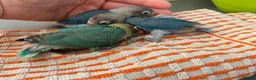 Lovebirds birds for sale: Hand reared baby lovebirds - Advert 4