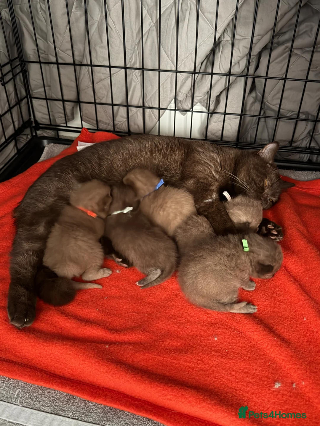 British Shorthair cats for sale: Chocolate and Cinnamon Pedigree British Shorthairs in Tunbridge Wells - Advert 6