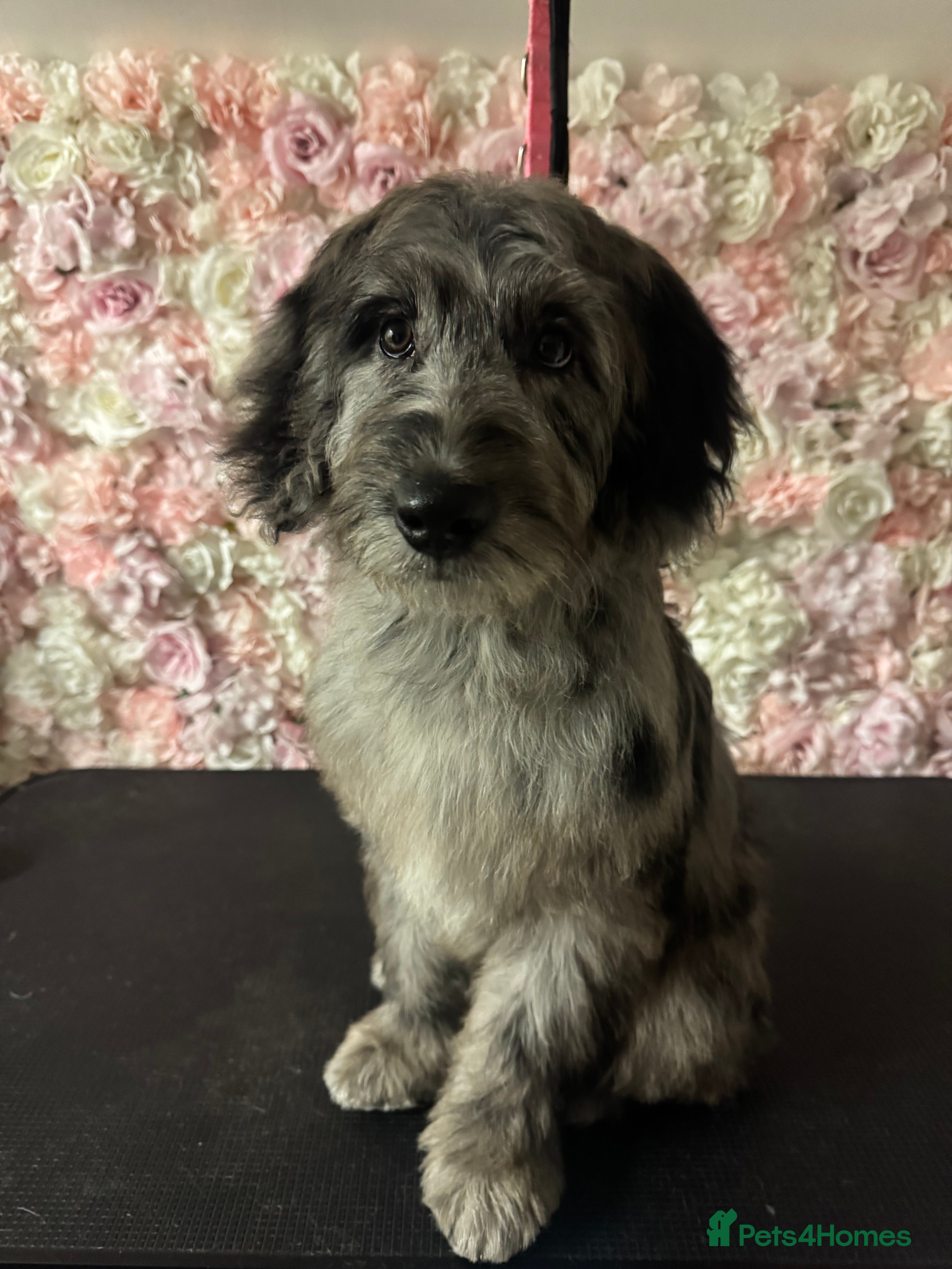 Labradoodle dogs Miniature blue merle labradoodle for sale  - Advert 3