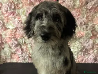 Labradoodle dogs Miniature blue merle labradoodle for sale - Advert 3