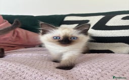 Ragdoll cats for sale: Two Beautiful girls  - Image 3