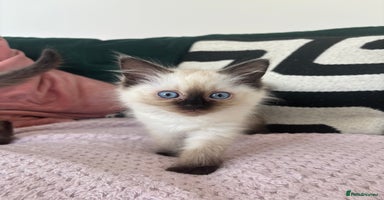 Ragdoll cats - Advert 3
