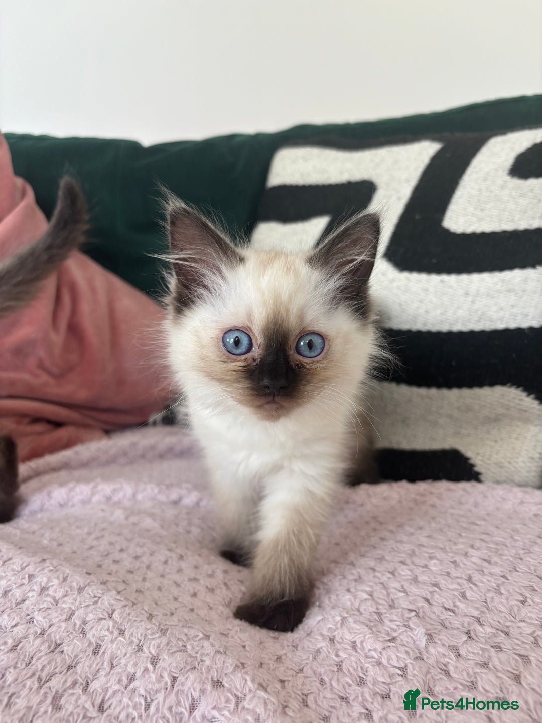 Ragdoll cats for sale: Two Beautiful girls  - Image 3
