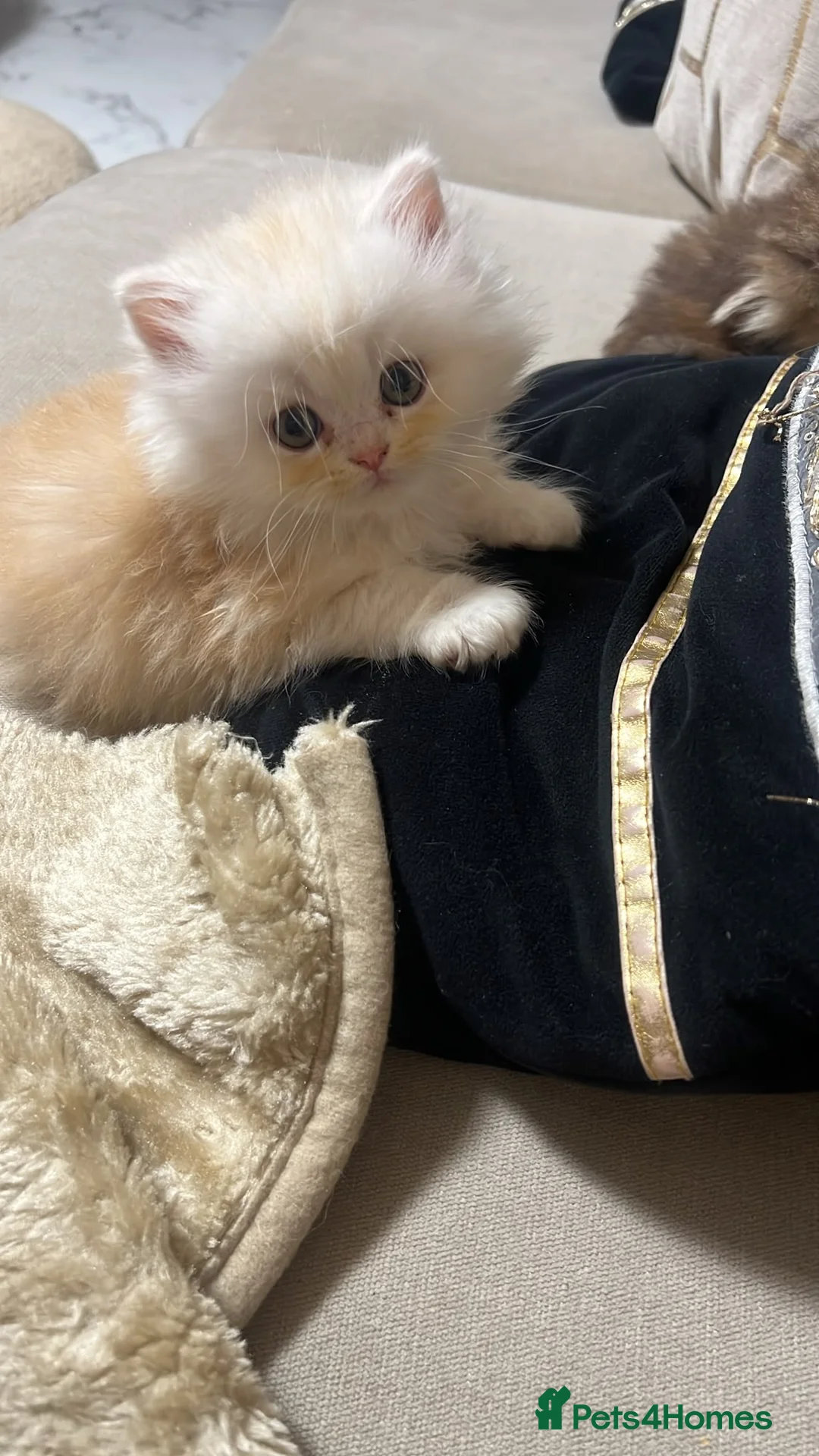 Persian cats for sale: Beautiful Persian Kittens Ready for Loving Homes - Advert 14