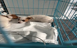 Jack Russell dogs for sale: Jack Russell bitch  - Advert 2