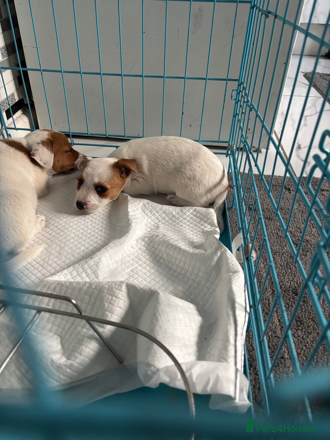 Jack Russell dogs for sale: Jack Russell bitch  - Advert 2