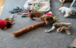 Miniature Dachshund dogs for sale: 1 handsome boy available  in Ely - Image 7