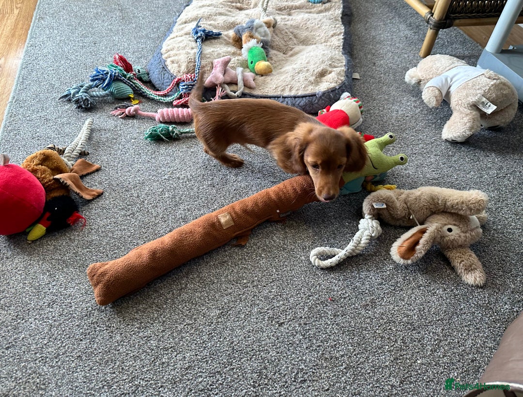 Miniature Dachshund dogs for sale: 1 handsome boy available  in Ely - Image 7