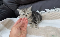 British Shorthair cats for sale: Ready to go - Image 1