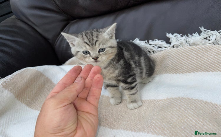 British Shorthair cats - Advert 2