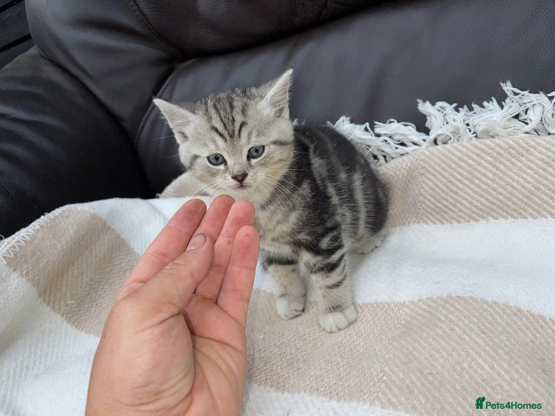 British Shorthair cats for sale: Ready to go - Image 1