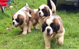 Saint Bernard dogs for sale: KC reg Saint Bernard puppies READY NOW - Image 27