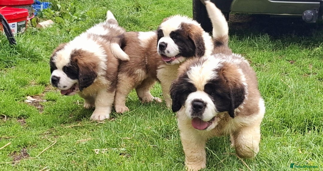 Saint Bernard dogs for sale: KC reg Saint Bernard puppies READY NOW - Image 27