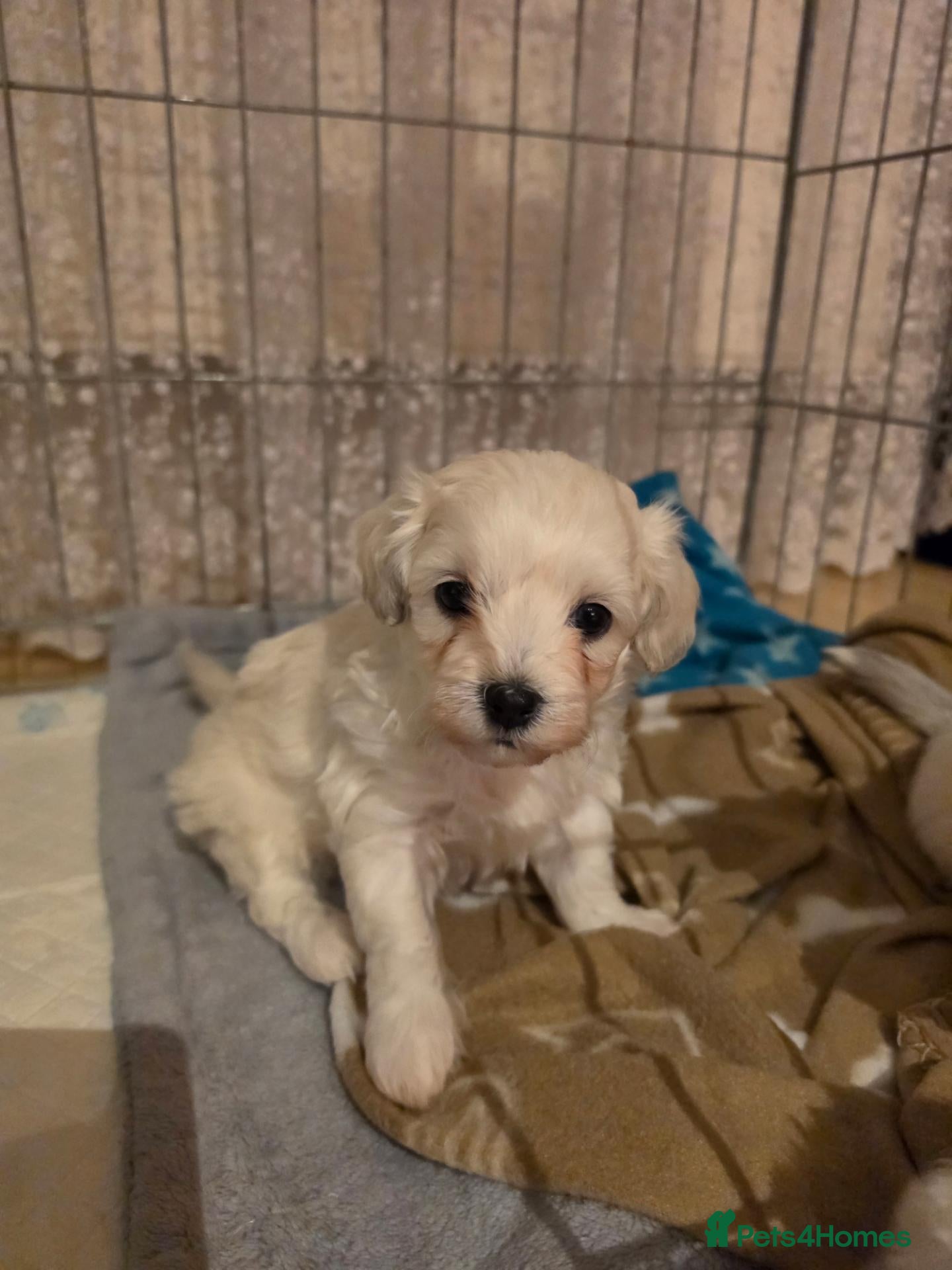 Mixed Breed dogs Bichon Maltese Puppies  - Advert 21