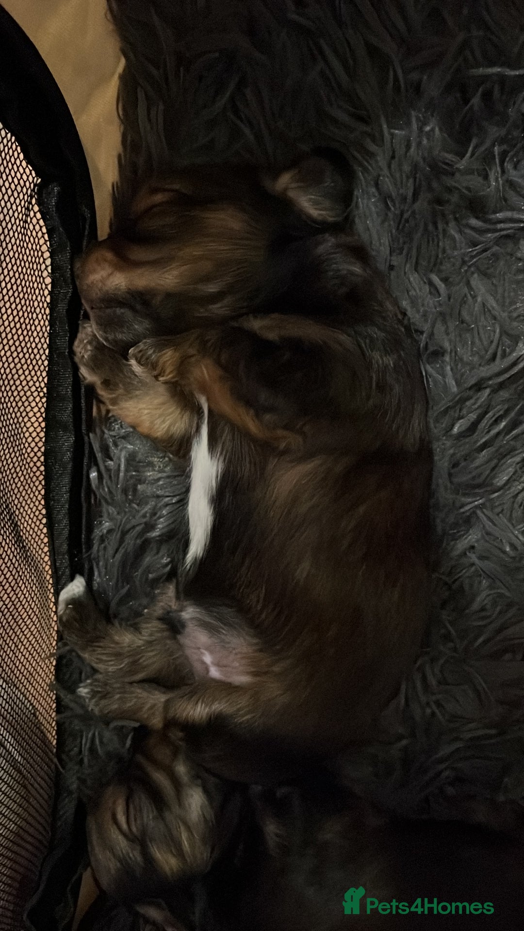 Mixed Breed dogs for sale: Beautiful Zuchon Doxies - Advert 11