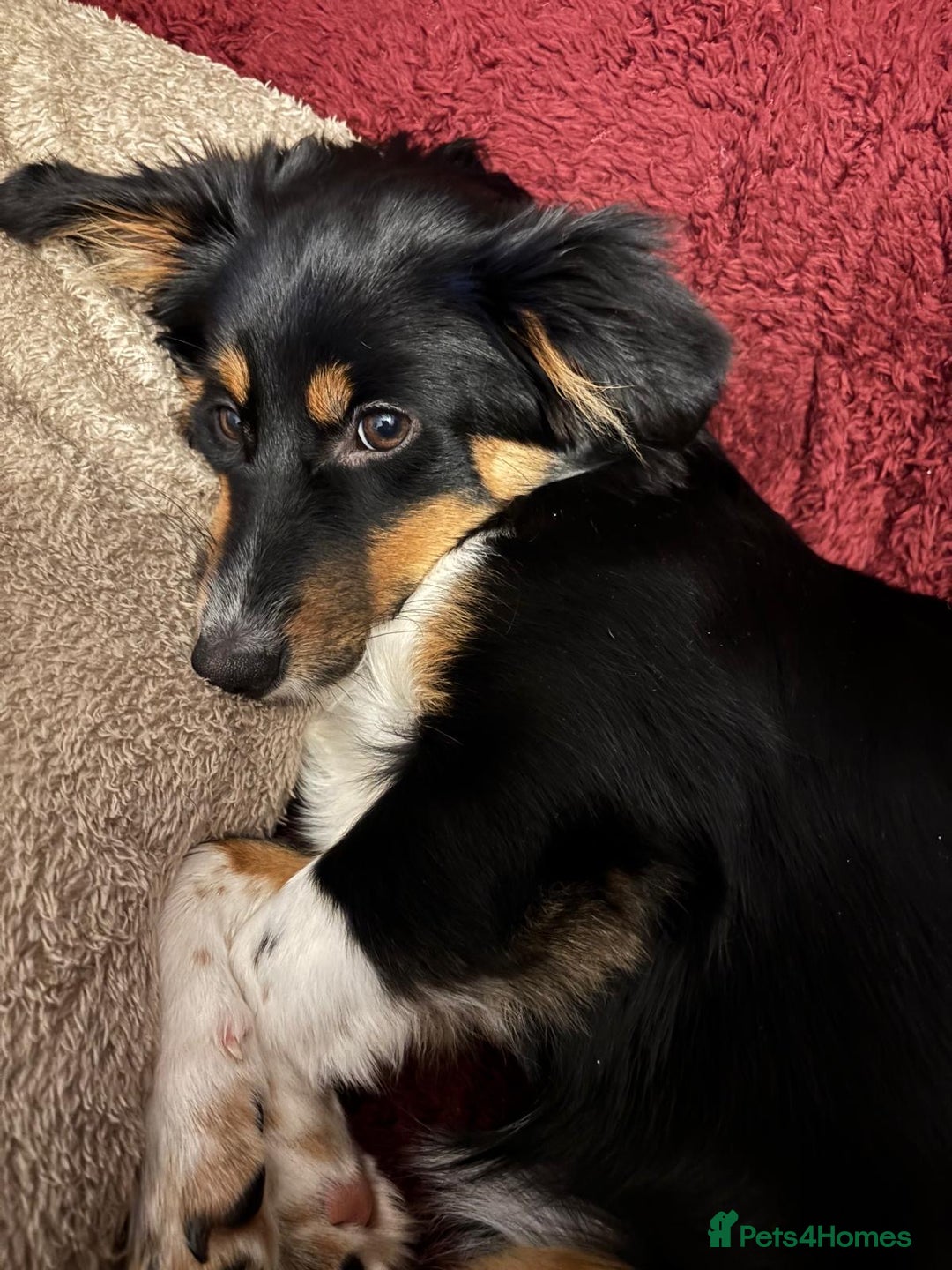 Mixed Breed dogs for adoption: Lorry  - Advert 6